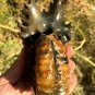 811g Natural Douvilleiceras Polished "Goat Horn" Fossil Ammonite crystal #DZ33