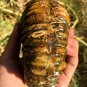 811g Natural Douvilleiceras Polished "Goat Horn" Fossil Ammonite crystal #DZ33