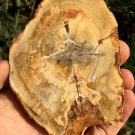 97g COLORFUL RAINBOW FANTASTIC Madagascar Petrified Wood Round Slab Bark #MHS13