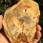 97g COLORFUL RAINBOW FANTASTIC Madagascar Petrified Wood Round Slab Bark #MHS13