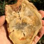 97g COLORFUL RAINBOW FANTASTIC Madagascar Petrified Wood Round Slab Bark #MHS13