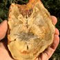 97g COLORFUL RAINBOW FANTASTIC Madagascar Petrified Wood Round Slab Bark #MHS13
