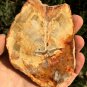 97g COLORFUL RAINBOW FANTASTIC Madagascar Petrified Wood Round Slab Bark #MHS13