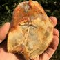 97g COLORFUL RAINBOW FANTASTIC Madagascar Petrified Wood Round Slab Bark #MHS13