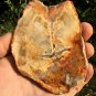 97g COLORFUL RAINBOW FANTASTIC Madagascar Petrified Wood Round Slab Bark #MHS13
