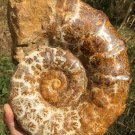 9.42lb HUGE White Pretty Ribbed Whole Ammonite Nautilus Fossil #DZ82