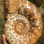 9.42lb HUGE White Pretty Ribbed Whole Ammonite Nautilus Fossil #DZ82