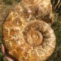 9.42lb HUGE White Pretty Ribbed Whole Ammonite Nautilus Fossil #DZ82