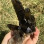 569g Natural smoky black quartz cluster crystal specimen healing JC6