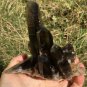 569g Natural smoky black quartz cluster crystal specimen healing JC6