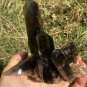 569g Natural smoky black quartz cluster crystal specimen healing JC6