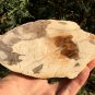 338g COLORFUL RAINBOW FANTASTIC Madagascar Petrified Wood Round Slab Bark #MHS9