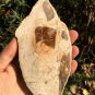 338g COLORFUL RAINBOW FANTASTIC Madagascar Petrified Wood Round Slab Bark #MHS9