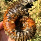 689g Natural Douvilleiceras Polished "Goat Horn" Fossil Ammonite crystal #DZ39