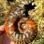 689g Natural Douvilleiceras Polished "Goat Horn" Fossil Ammonite crystal #DZ39