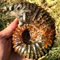 689g Natural Douvilleiceras Polished "Goat Horn" Fossil Ammonite crystal #DZ39
