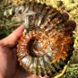 689g Natural Douvilleiceras Polished "Goat Horn" Fossil Ammonite crystal #DZ39