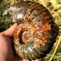 689g Natural Douvilleiceras Polished "Goat Horn" Fossil Ammonite crystal #DZ39