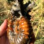 689g Natural Douvilleiceras Polished "Goat Horn" Fossil Ammonite crystal #DZ39
