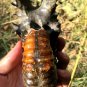 689g Natural Douvilleiceras Polished "Goat Horn" Fossil Ammonite crystal #DZ39