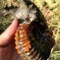 689g Natural Douvilleiceras Polished "Goat Horn" Fossil Ammonite crystal #DZ39