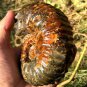689g Natural Douvilleiceras Polished "Goat Horn" Fossil Ammonite crystal #DZ39