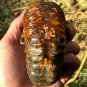 689g Natural Douvilleiceras Polished "Goat Horn" Fossil Ammonite crystal #DZ39