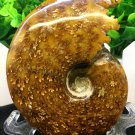 Natural Ammonite Nautilus Shell Jurrassic Fossil Specimen Madagascar 301g HLS12