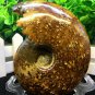 Natural Ammonite Nautilus Shell Jurrassic Fossil Specimen Madagascar 301g HLS12