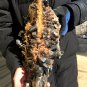 5000g Natural smoky black quartz cluster crystal specimen healing 400x190x130mm