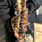 5000g Natural smoky black quartz cluster crystal specimen healing 400x190x130mm