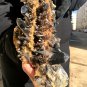 5000g Natural smoky black quartz cluster crystal specimen healing 400x190x130mm