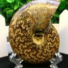 Natural Ammonite Nautilus Shell Jurrassic Fossil Specimen Madagascar 114g HLS2