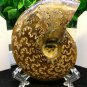 Natural Ammonite Nautilus Shell Jurrassic Fossil Specimen Madagascar 114g HLS2