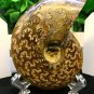Natural Ammonite Nautilus Shell Jurrassic Fossil Specimen Madagascar 114g HLS2