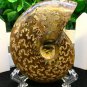 Natural Ammonite Nautilus Shell Jurrassic Fossil Specimen Madagascar 114g HLS2