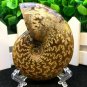 Natural Ammonite Nautilus Shell Jurrassic Fossil Specimen Madagascar 114g HLS2