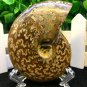 Natural Ammonite Nautilus Shell Jurrassic Fossil Specimen Madagascar 114g HLS2