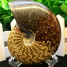 Natural Ammonite Nautilus Shell Jurrassic Fossil Specimen Madagascar 164g HLS4