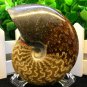 Natural Ammonite Nautilus Shell Jurrassic Fossil Specimen Madagascar 164g HLS4