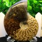 Natural Ammonite Nautilus Shell Jurrassic Fossil Specimen Madagascar 164g HLS4