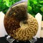Natural Ammonite Nautilus Shell Jurrassic Fossil Specimen Madagascar 164g HLS4