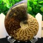 Natural Ammonite Nautilus Shell Jurrassic Fossil Specimen Madagascar 164g HLS4