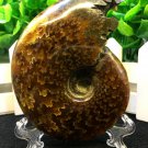 Natural Ammonite Nautilus Shell Jurrassic Fossil Specimen Madagascar 193g HLS8