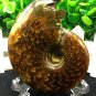 Natural Ammonite Nautilus Shell Jurrassic Fossil Specimen Madagascar 193g HLS8