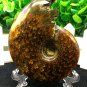 Natural Ammonite Nautilus Shell Jurrassic Fossil Specimen Madagascar 193g HLS8