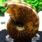 Natural Ammonite Nautilus Shell Jurrassic Fossil Specimen Madagascar 193g HLS8