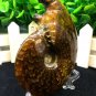 Natural Ammonite Nautilus Shell Jurrassic Fossil Specimen Madagascar 193g HLS8