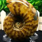 Natural Ammonite Nautilus Shell Jurrassic Fossil Specimen Madagascar 205g HLS9