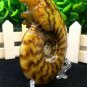 Natural Ammonite Nautilus Shell Jurrassic Fossil Specimen Madagascar 205g HLS9